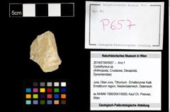 Foto (Objekt + Etikett) von Cyclothyreus sp.  (NHMW-GEO-2014-0194-0657)